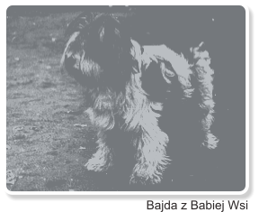 Bajda z Babiej Wsi